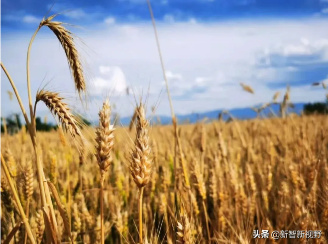 肃宁富硒面粉