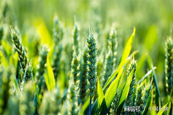 木垒富硒面粉