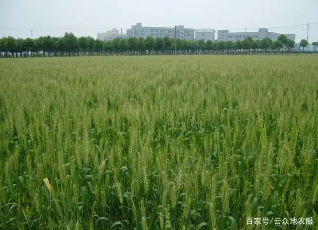 富硒面粉厂家