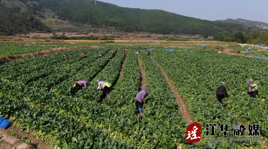 乌山富硒蔬菜