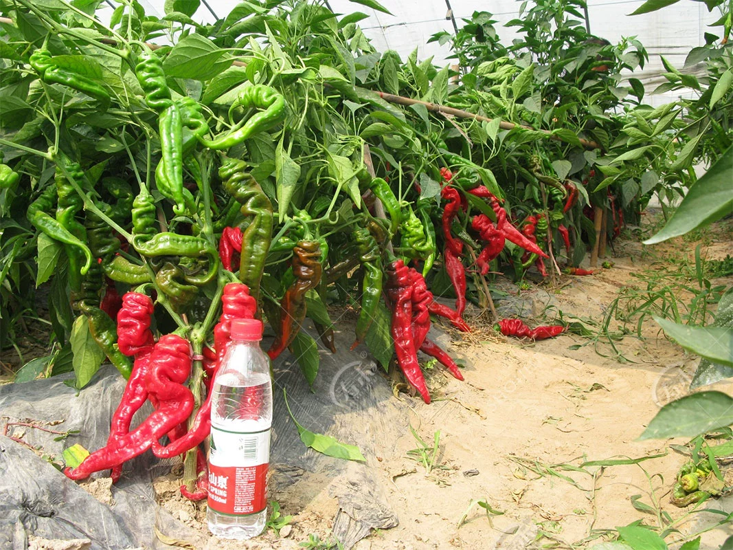 富硒蔬菜含硒