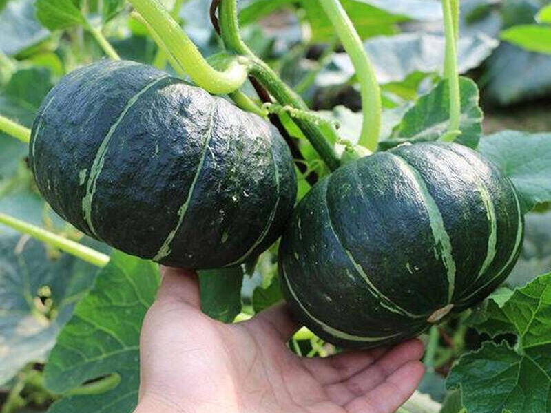 富硒蔬菜夏季
