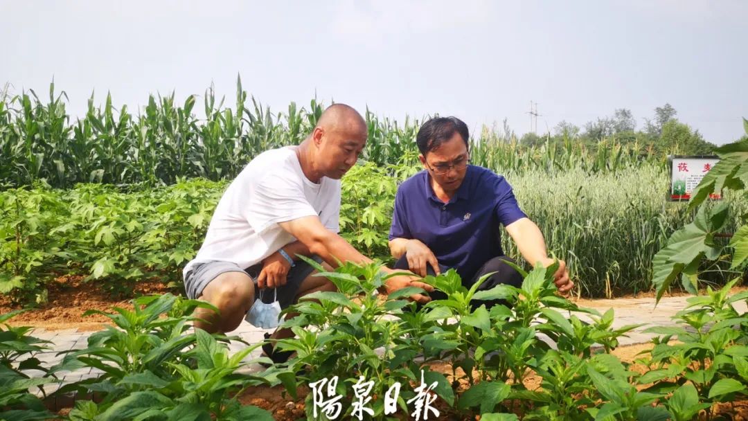 富硒蔬菜广告