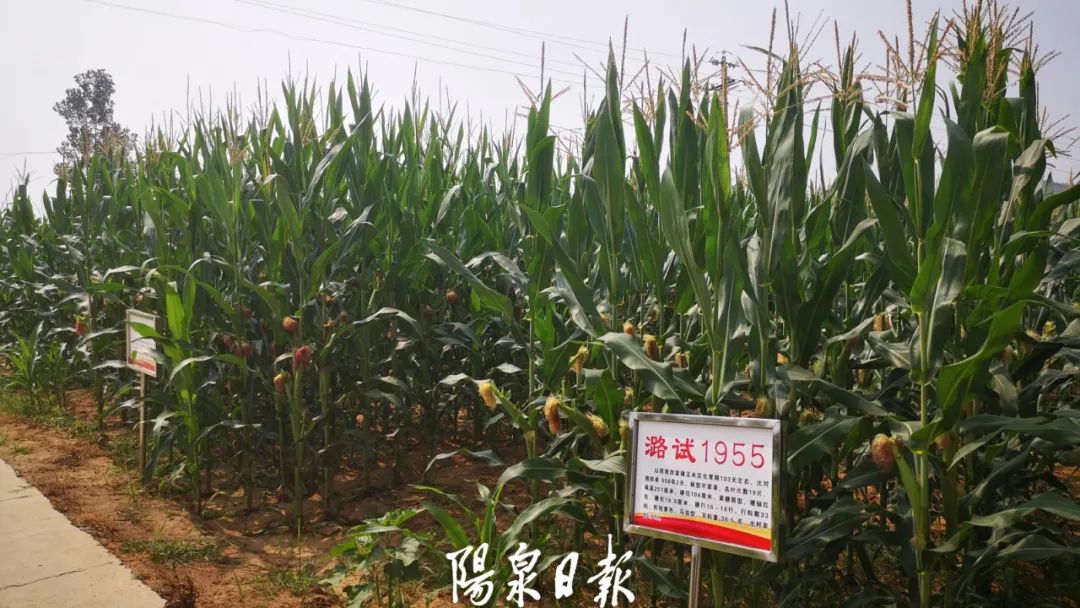 富硒蔬菜广告