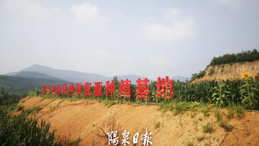 富硒蔬菜广告