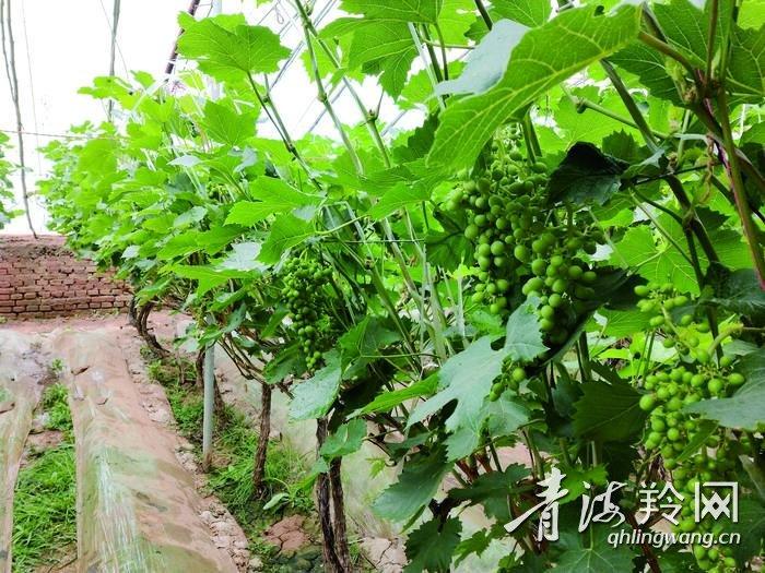 富硒蔬菜夏季