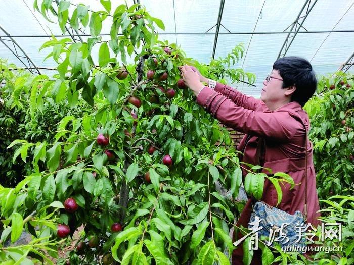 富硒蔬菜夏季
