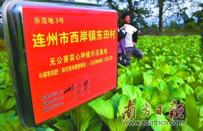 富硒连州菜心试种成功，若能大面积推广，必能进一步擦亮连州菜心品牌、帮助菜农增收，促进连州菜心产业发展。