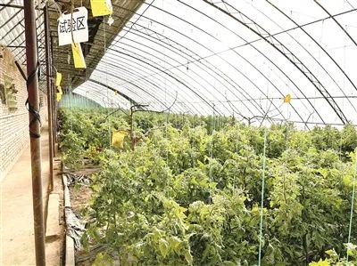 富硒蔬菜大棚