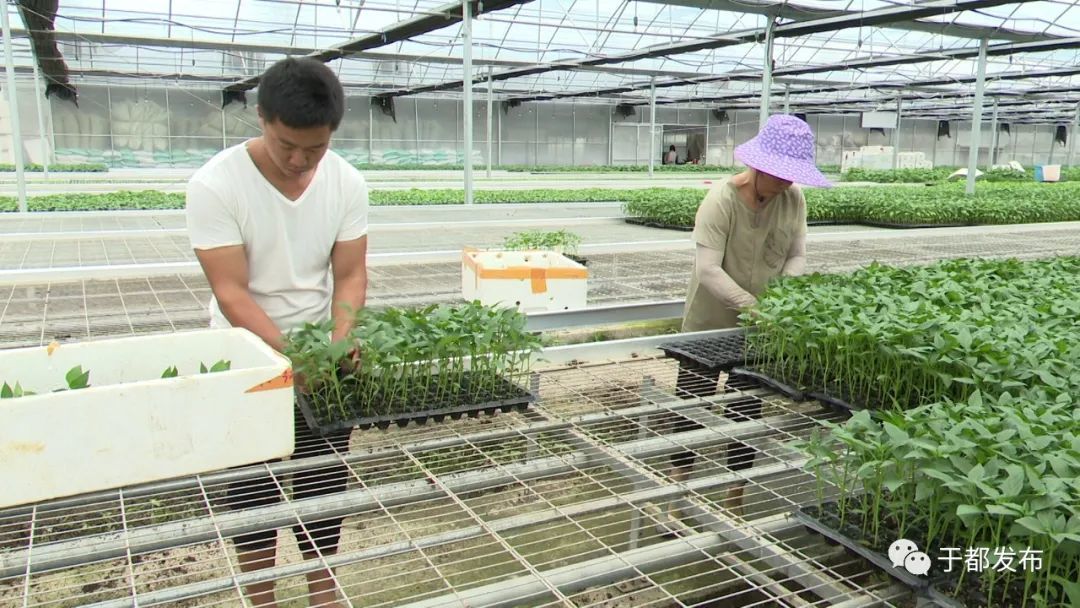 富硒蔬菜大棚