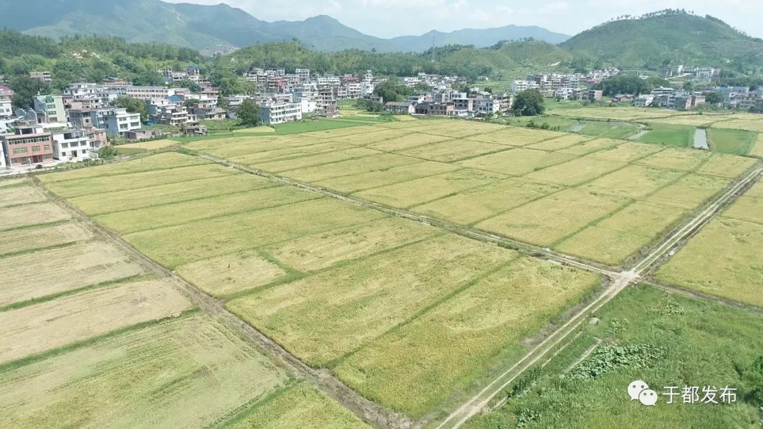 于都县大力发展现代农业 助农增产增收