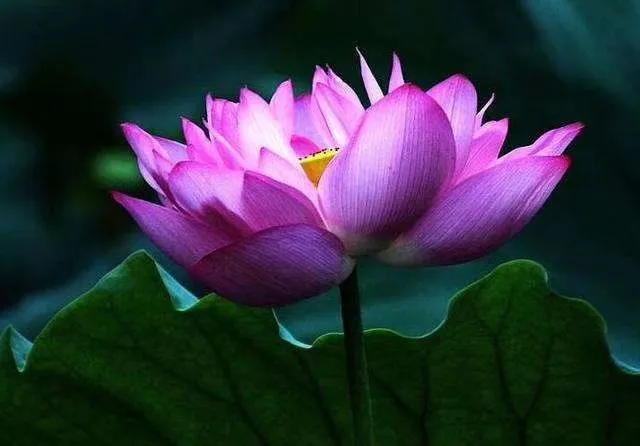 樟树富硒蔬菜
