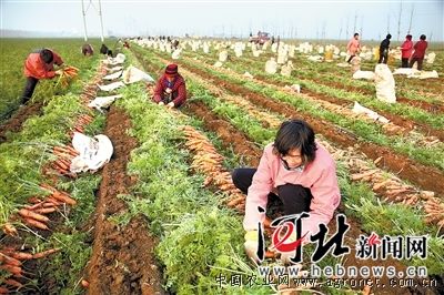 黄皮树施肥