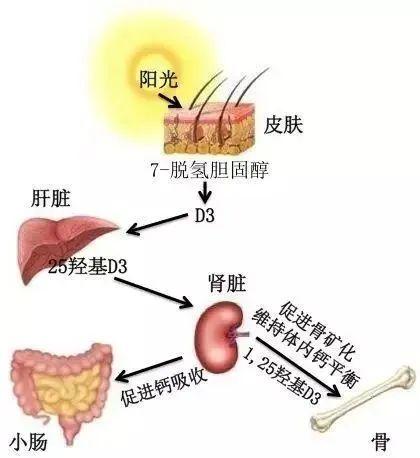 晒太阳为什么能补钙