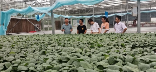 台州富硒蔬菜