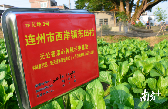 澄迈富硒蔬菜