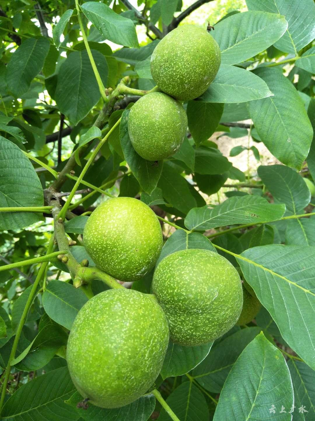 天津富硒蔬菜