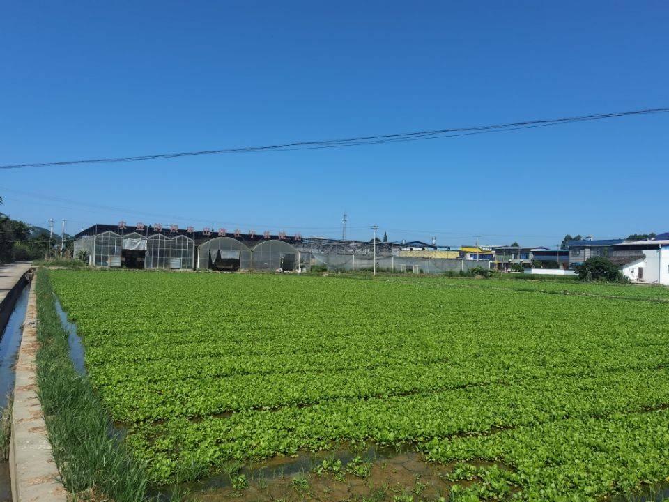 阳泉富硒蔬菜