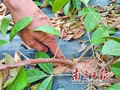 樟树富硒蔬菜