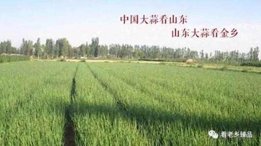 食品—富硒大蒜栽培