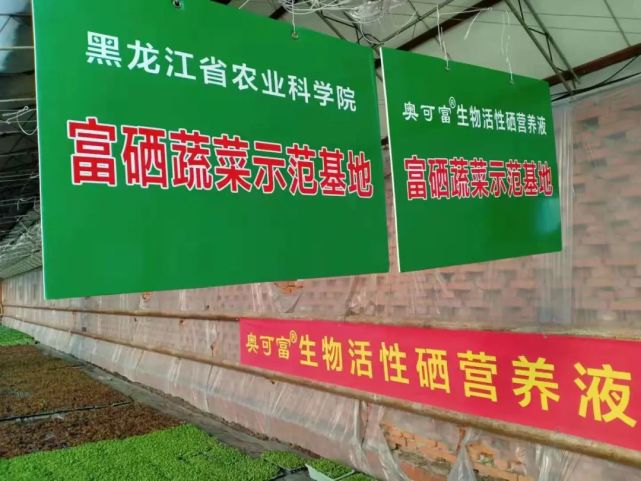 菏泽富硒蔬菜