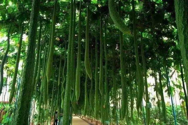 广西富硒蔬菜