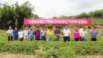 广西富硒蔬菜