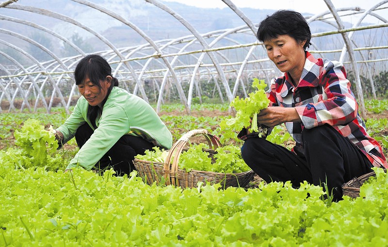 会昌富硒蔬菜