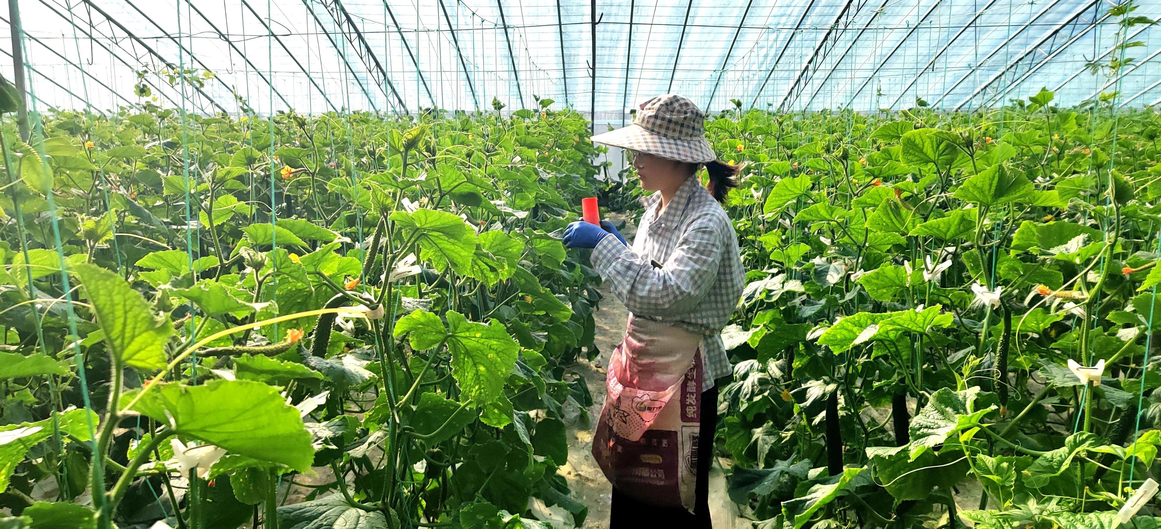 会昌富硒蔬菜