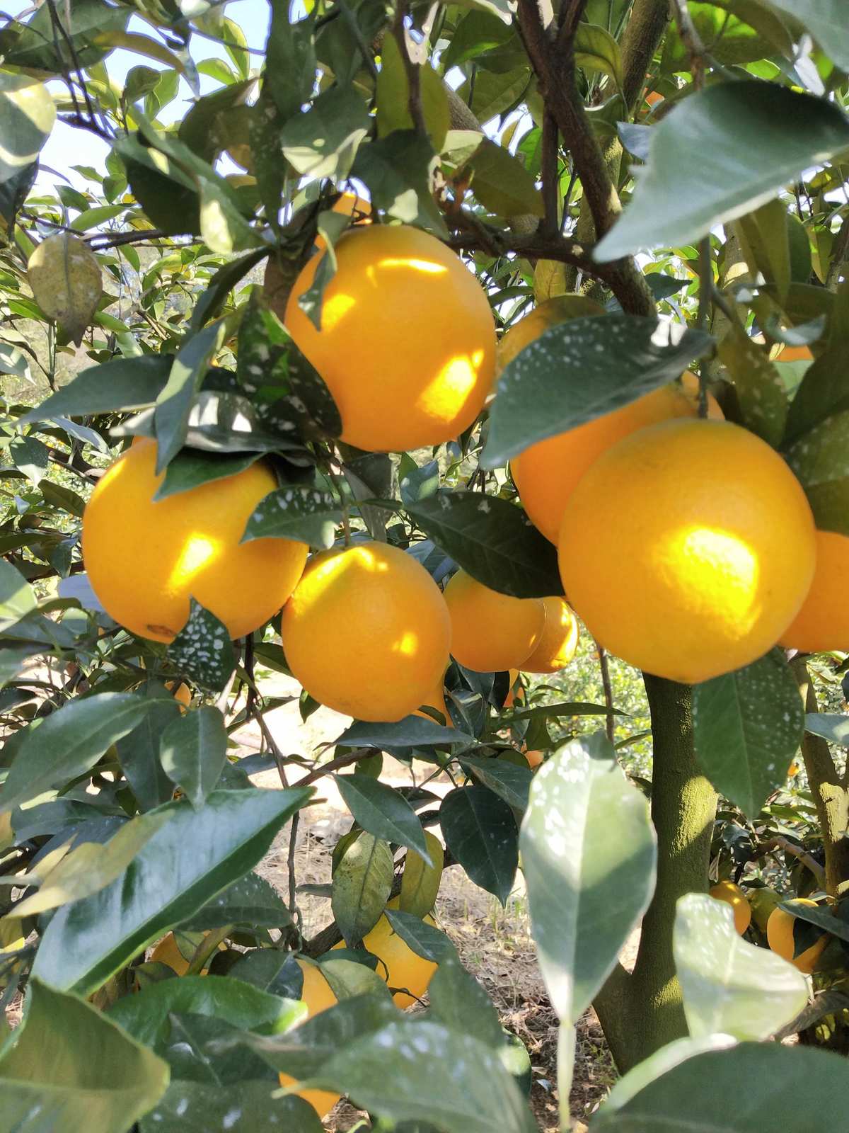 白山富硒蔬菜