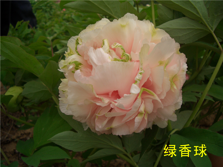 荷泽富硒蔬菜