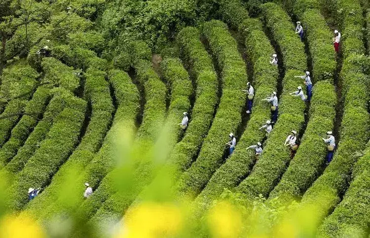 湖州富硒蔬菜