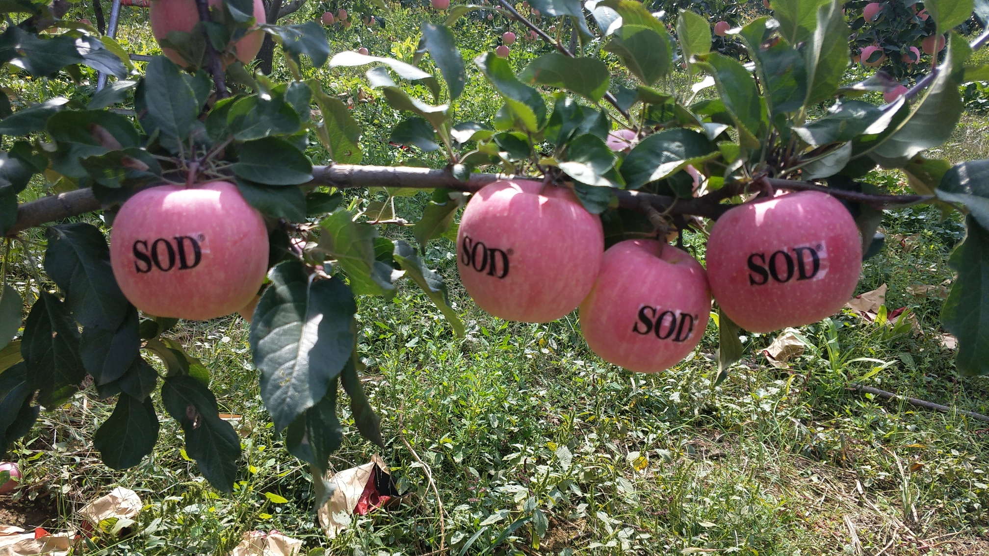 灵宝富硒蔬菜