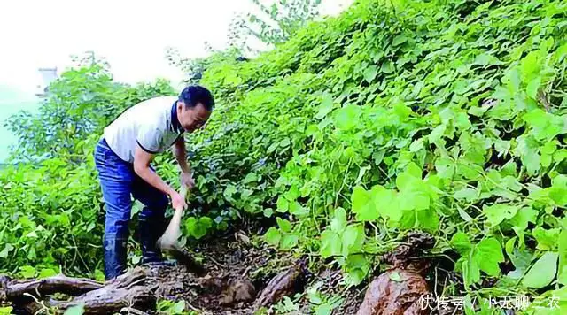 江津富硒蔬菜