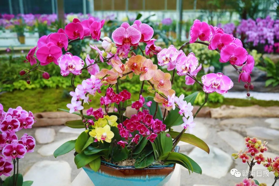 河北富硒蔬菜