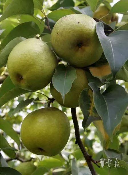 文山富硒蔬菜