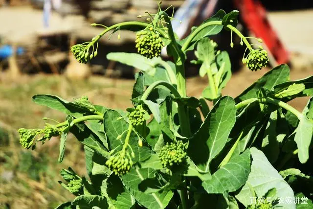 富硒蔬菜宣传