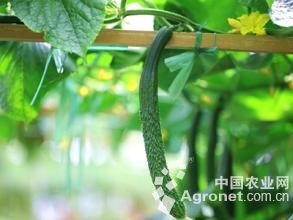 白姜种植基地