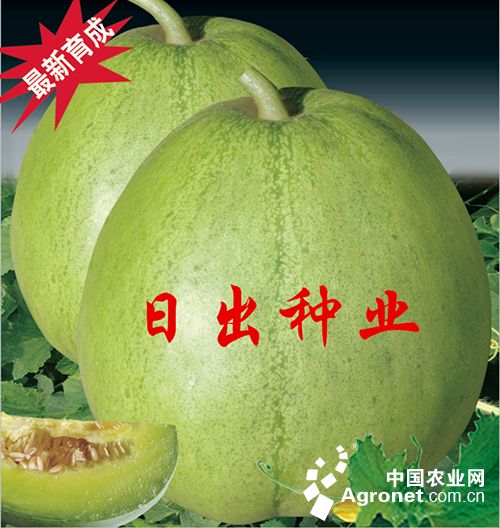 白姜种植基地