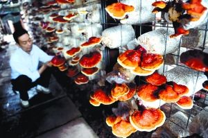 春笋保鲜8个月以上技术