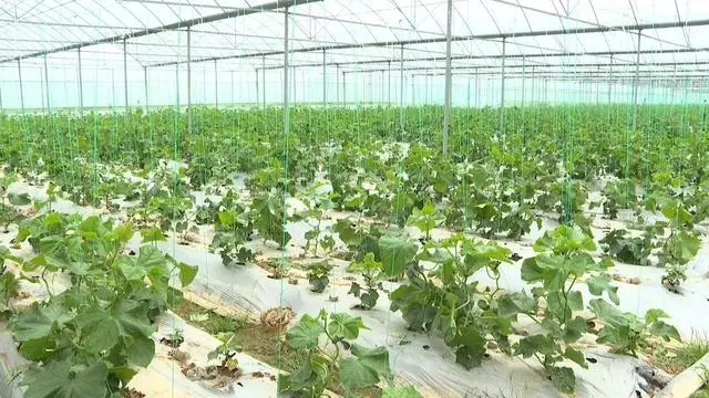 于都富硒蔬菜