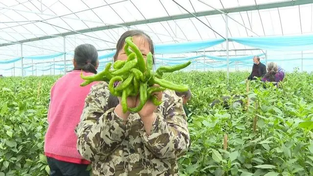 于都富硒蔬菜