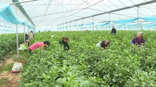 于都富硒蔬菜
