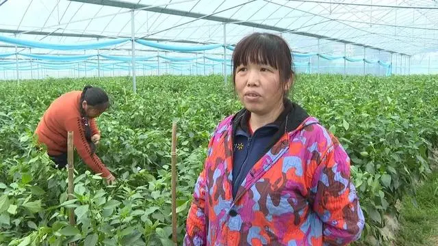 于都富硒蔬菜