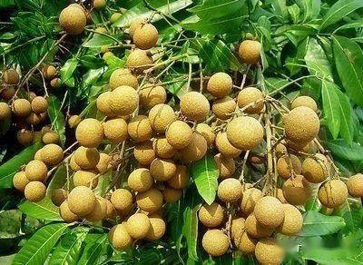 富硒蔬菜种类