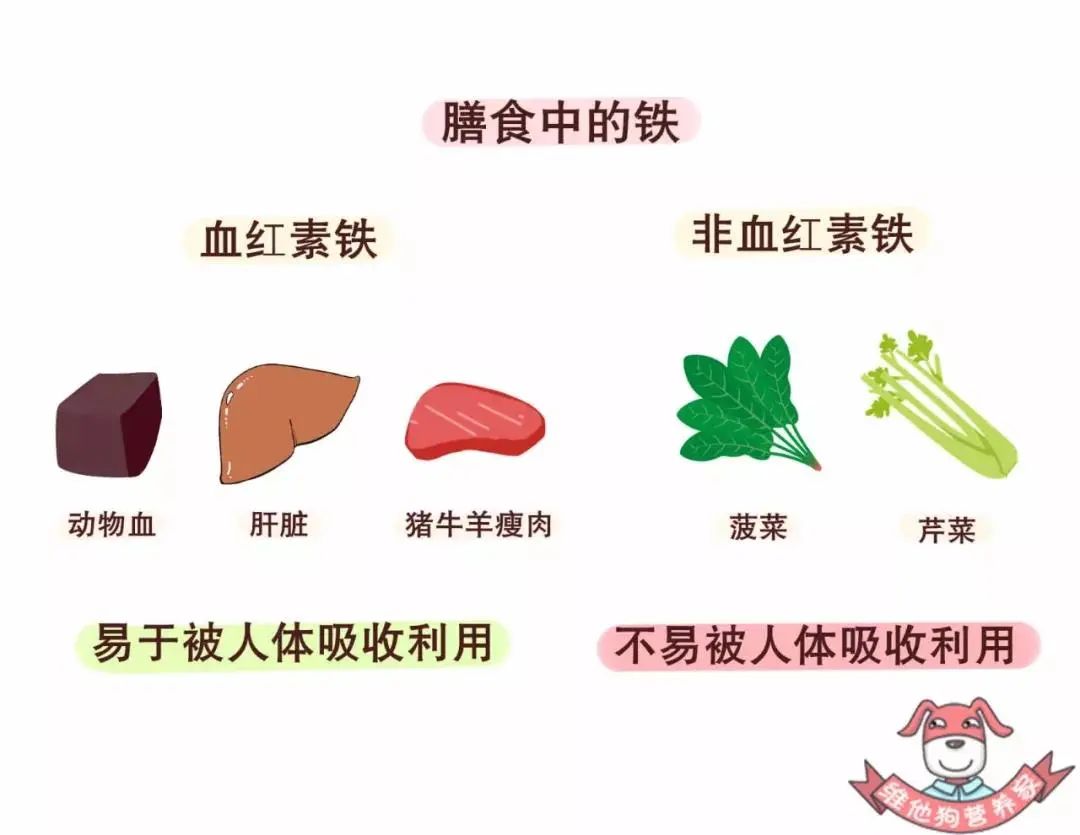 补铁吃什么维生素
