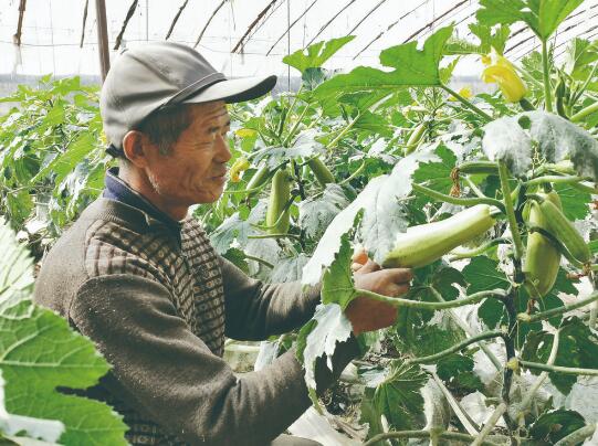 富硒十大蔬菜