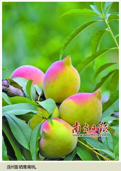 铁岭富硒水果