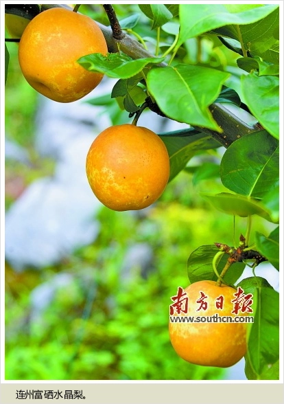 铁岭富硒水果