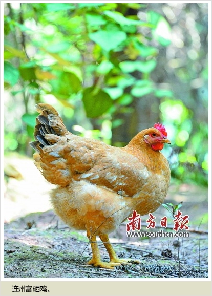 铁岭富硒水果